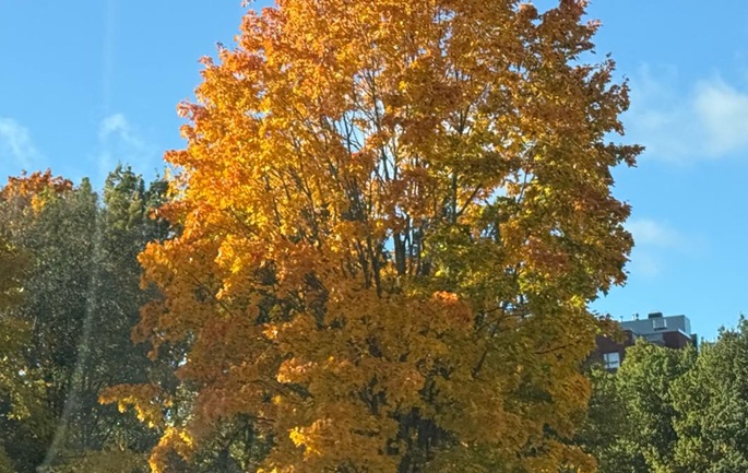 Suomessa poikkeuksellisen lämmin syksy, lukuun ottamatta Lappia. 1