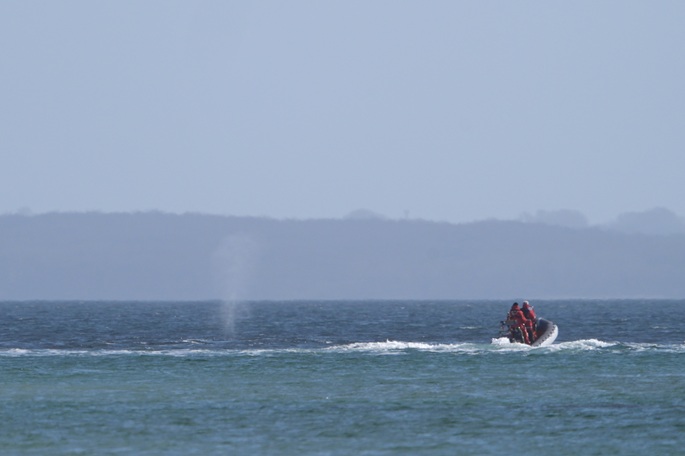 Alukset saattavat vapautettua valasta syvemmille vesille Saksan rannikolla 1