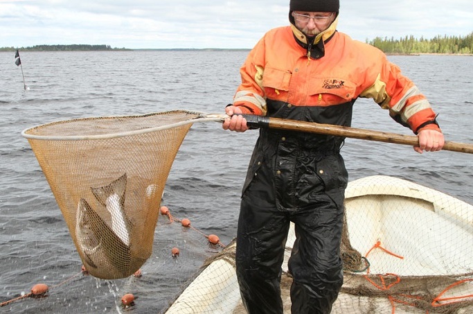 Kohonneet jokiveden lämpötilat uhkaavat kalojen eloonjäämistä 1