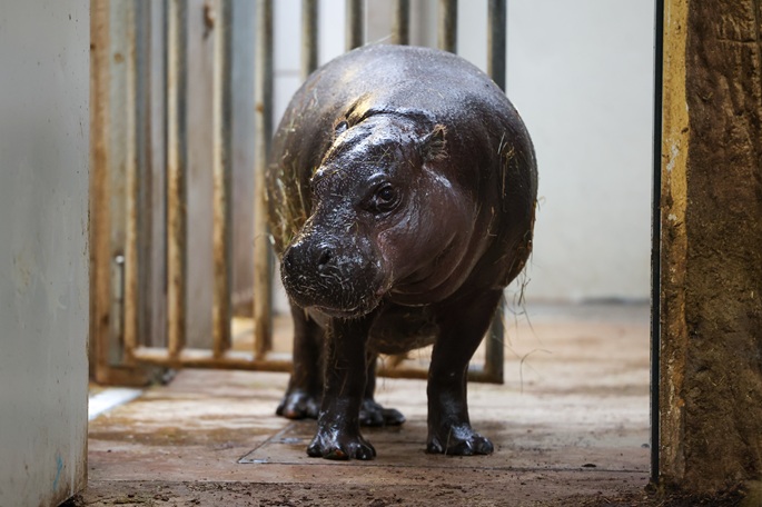 Maailman järvet uhattu suurten eläinten invaasiosta: Kysely 1