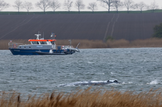 Saksan valashistoria jatkuu, kun eläin ui vapaasti, mutta pysähtyy jälleen. 1