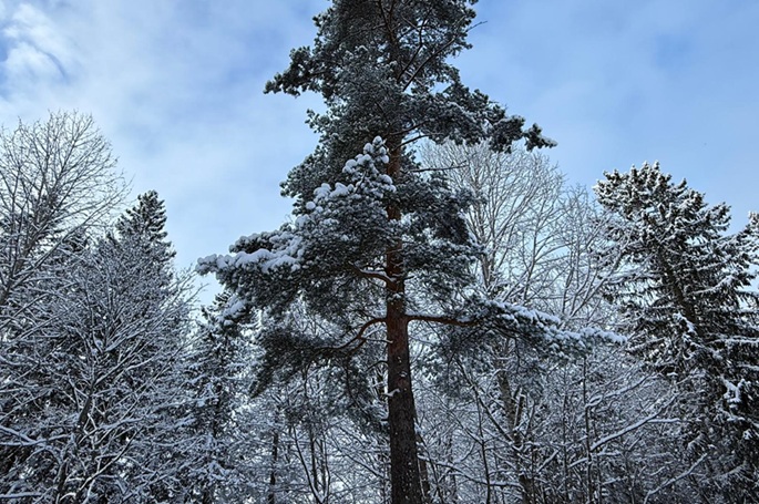 Suomessa mitattiin ennätyslämmin keskimääräinen lämpötila maaliskuussa. 1