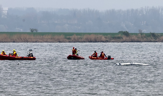 Yksityinen pelastusoperaatio jatkuu valaan vapauttamiseksi Saksan rannikolta. 1