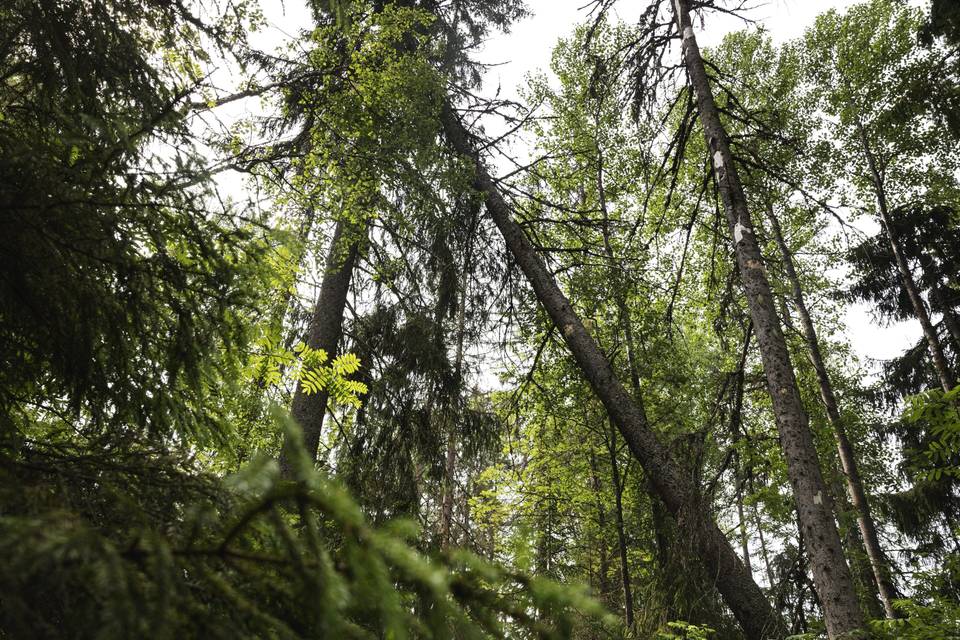 Kuolinpesät hallitsevat yli miljoonaa hehtaaria metsää, osoittaa uusi tutkimus. Kuolinpesät hallitsevat yli miljoonaa hehtaaria metsää, osoittaa uusi tutkimus. 1