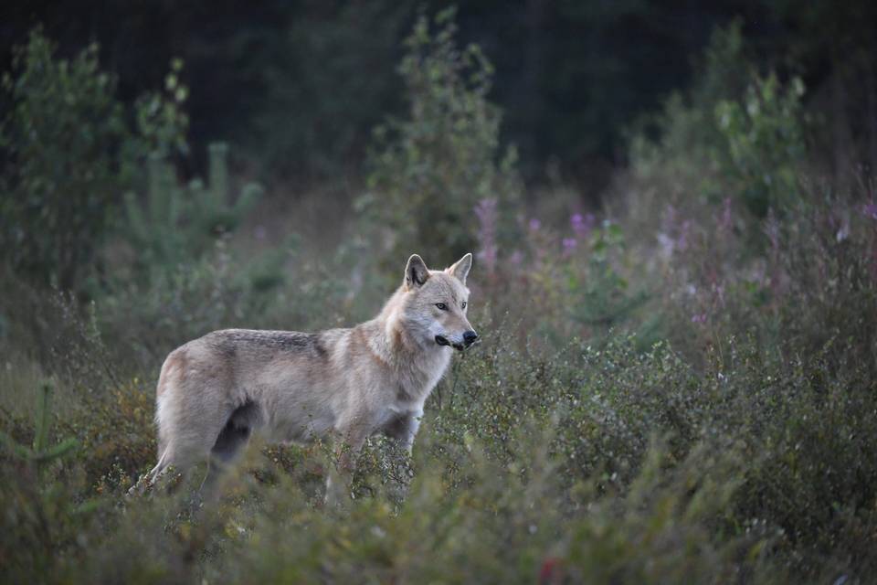 Suomen susikannan määrä pysyy edellisvuoden tasolla – kiintiömetsästys on vaikuttanut populaatioon. 1