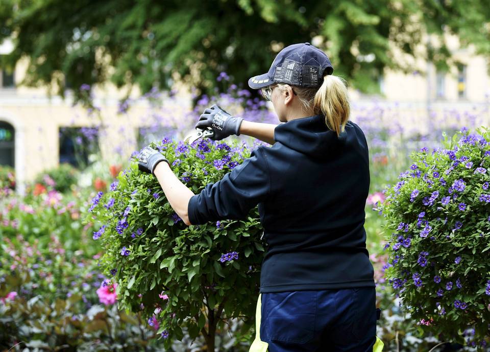 Tutkimus: Nuorten halukkuus kesätyöhön on korkea, mutta monet eivät silti hae paikkoja Tutkimus: Nuorten halukkuus kesätyöhön on korkea, mutta monet eivät silti hae paikkoja 1