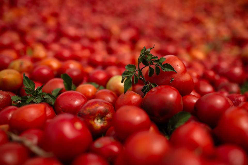 Espanjalaiskaupunki juhli maailmanmestareitaan kymmenillä kiloilla tomaatteja. Espanjalaiskaupunki juhli maailmanmestareitaan kymmenillä kiloilla tomaatteja. 1
