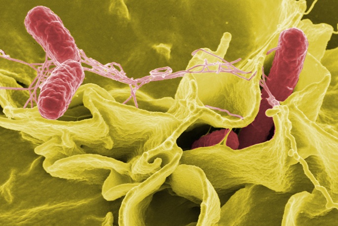 Keväällä havaittiin 64 tapausta salmonella Bovismorbificans -bakteeria. 1
