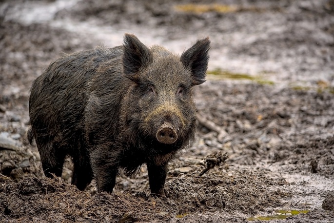 African swine fever spreads west in Finland, restricted zone expanded 2 African swine fever spreads west in Finland, restricted zone expanded 1