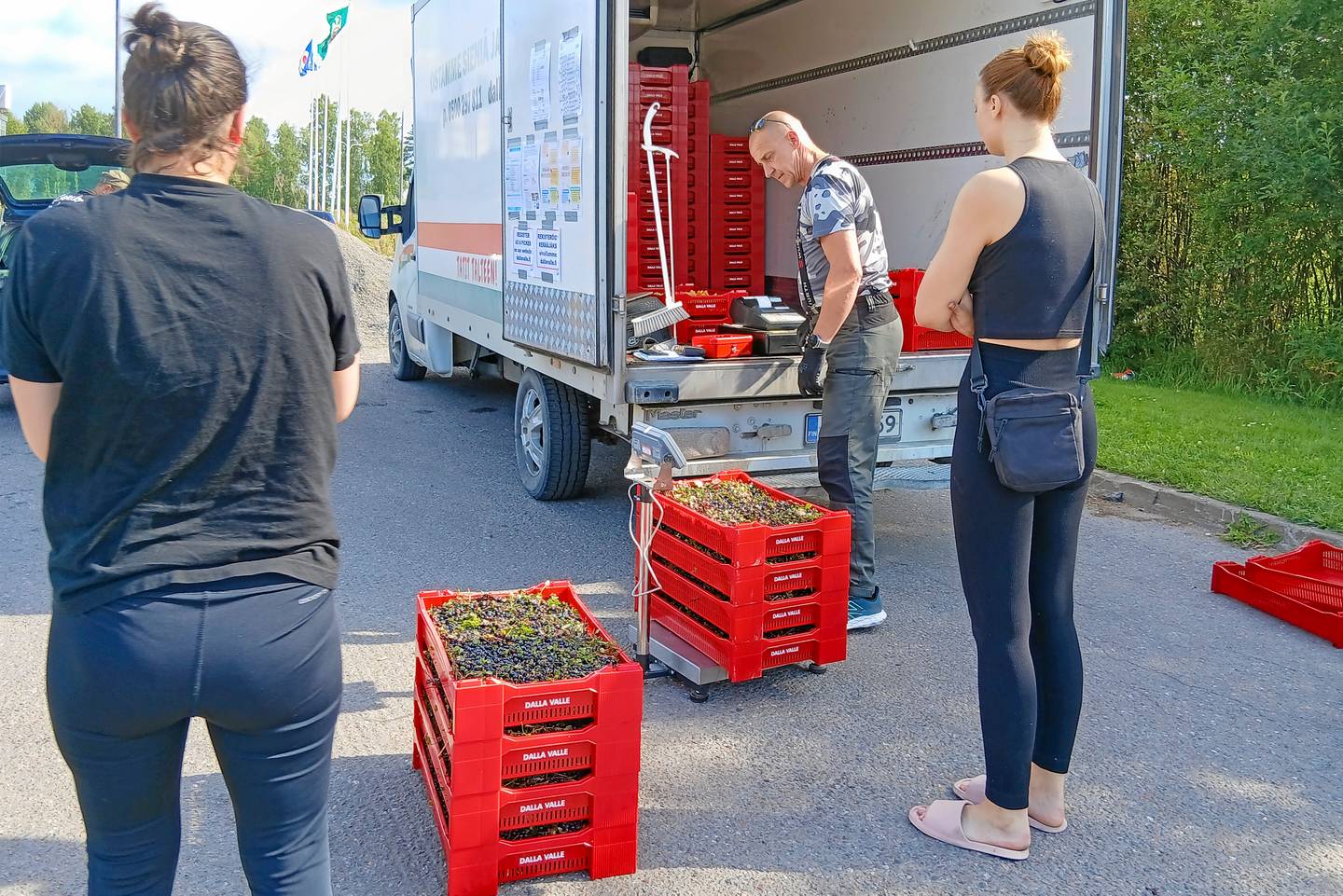 Suomalaiset keräävät tällä hetkellä aktiivisesti marjoja myyntiin – "Tilanne ei ole niin huono kuin kuukausi sitten vaikutti" 1