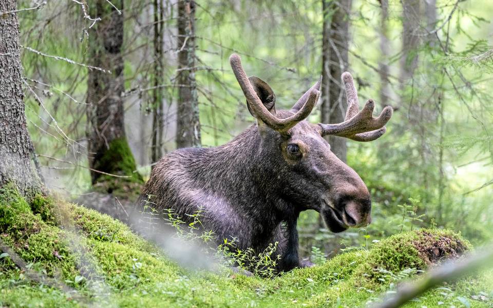 Suomalaiset ovat luonnonläheisiä, mutta tiedätkö vastaukset näihin yksinkertaisiin kysymyksiin? Kokeile tietojasi! Suomalaiset ovat luonnonläheisiä, mutta tiedätkö vastaukset näihin yksinkertaisiin kysymyksiin? Kokeile tietojasi! 1