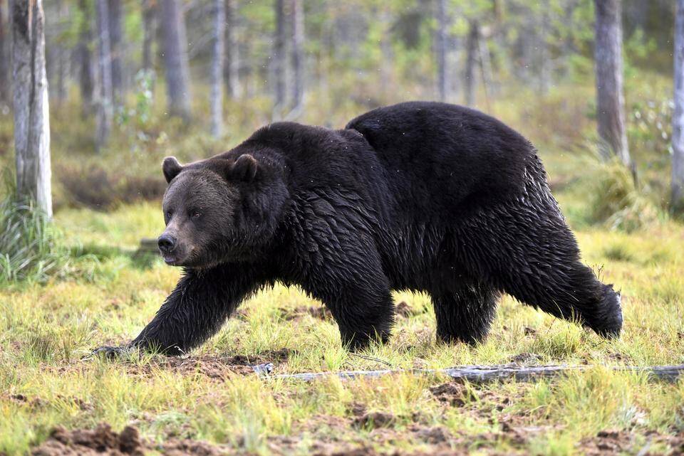 Vammoittunut karhu loukkasi kahta metsästäjää Uimaharjussa. Vammoittunut karhu loukkasi kahta metsästäjää Uimaharjussa. 1