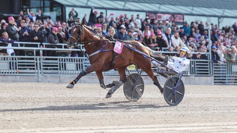 Go On Boy voitti Elitloppetin, Stallone toinen Elitkampenissa 2 Go On Boy voitti Elitloppetin, Stallone toinen Elitkampenissa 1