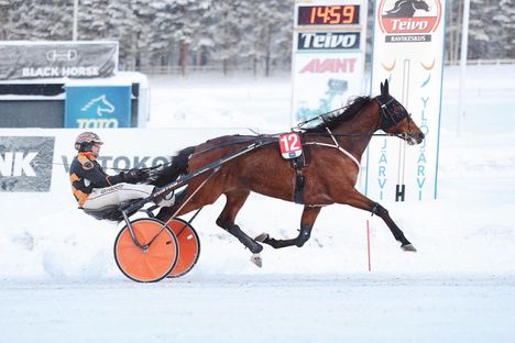 Impresario on vuoden 2024 voitokkain ravihevonen 5