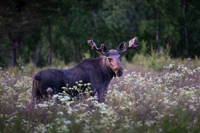 Poliisi valvoo hirvenmetsästystä syyskaudella 1