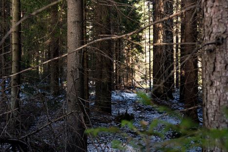 Sipoonkorven pysäköintisakko herättää närää – Metsähallitus: virhe on hoidossa 2 Jos kansallispuistoon mielit nyt, on parkkimaksut otettava huomioon. Kuva: Ville Maali