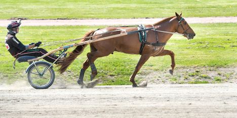 Ravit: Yhdysvaltalainen tähtiohjastaja kuoli onnettomuudessa 1