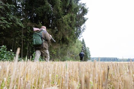 Valkoposkihanhien suojametsästys alkoi – näin kävi Asikkalassa 4 Valkoposkihanhien suojametsästys alkoi – näin kävi Asikkalassa 3